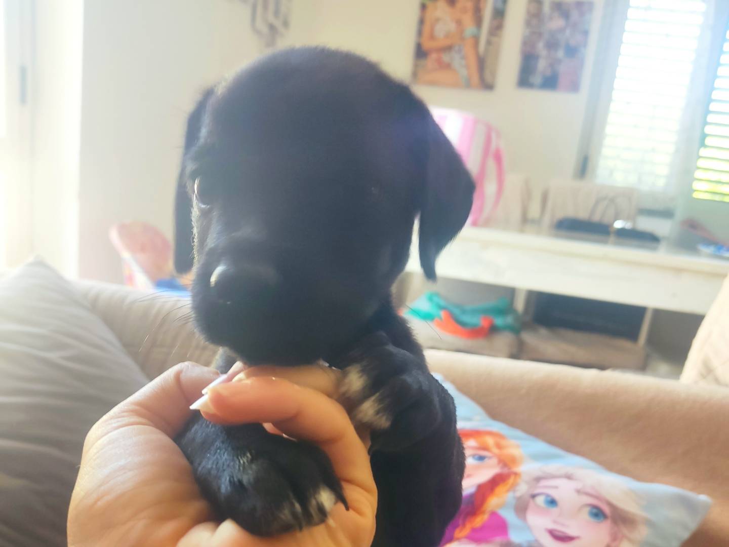 Adotta un cane, maschio, 1 mese, Varese