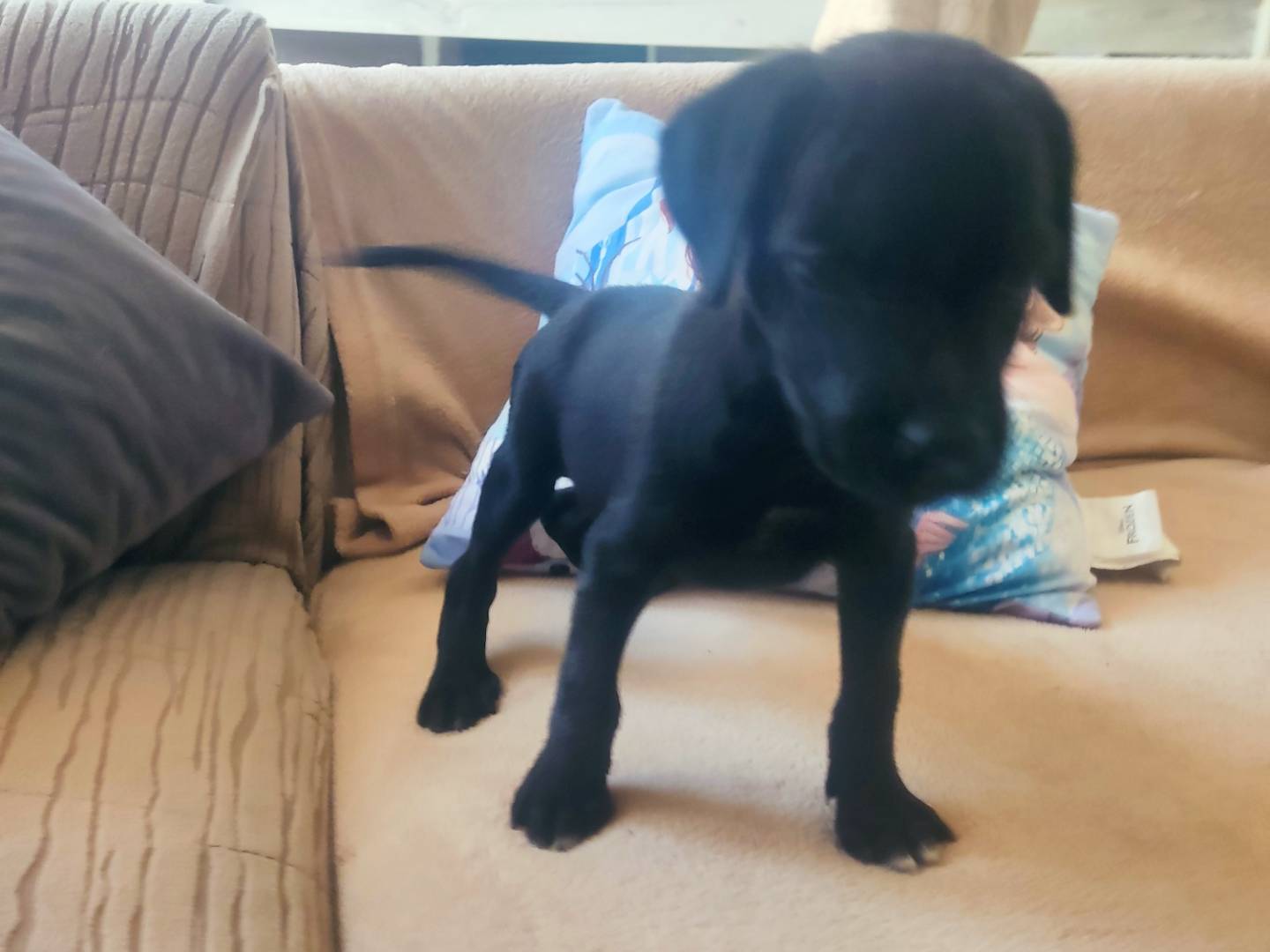 Adotta un cane, taglia media, maschio, Varese