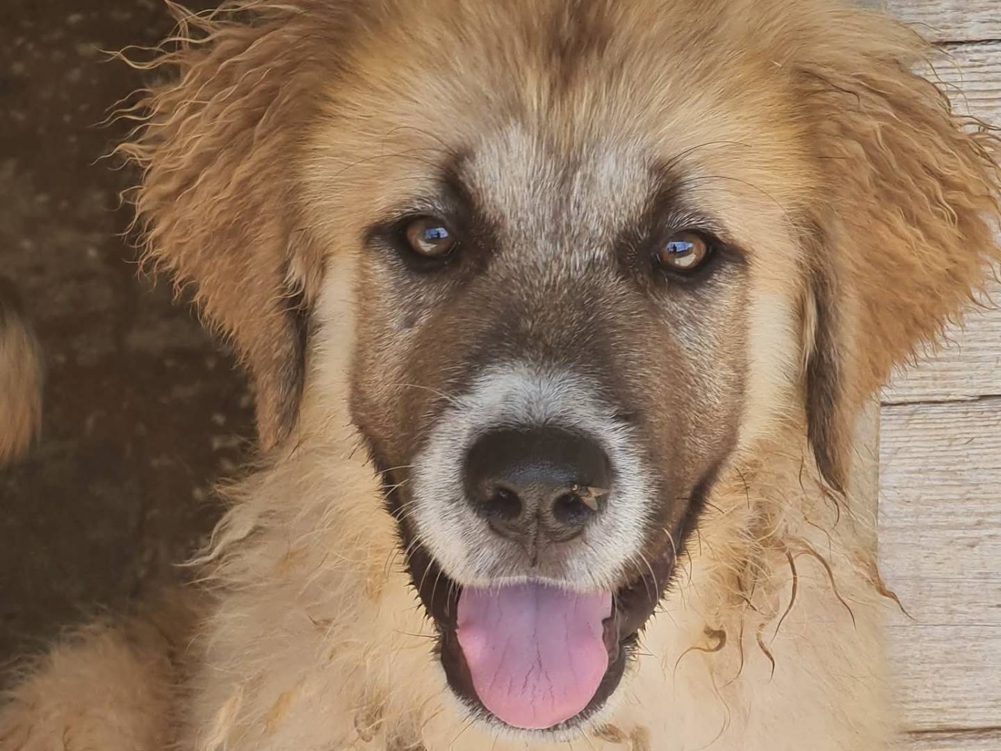 Adozione cane, femmina, Razza sconosciuta Razza sconosciuta, 4 mesi, taglia media, Trapani