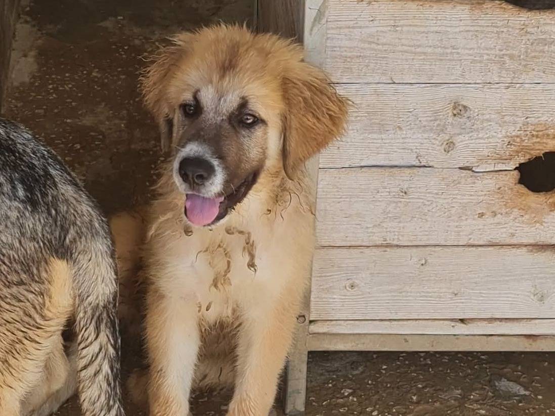 Adotta un cane, taglia media, femmina, Trapani