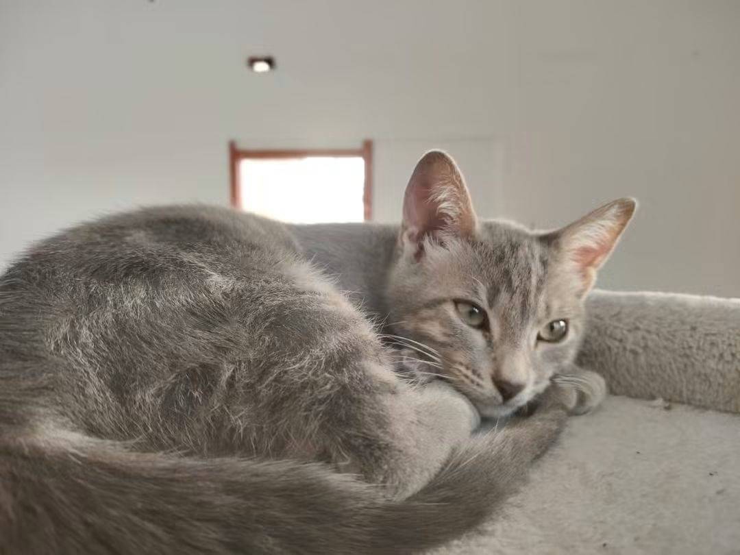 Adozione gatto, maschio, Razza sconosciuta Razza sconosciuta, 4 mesi, taglia non valida, Brescia