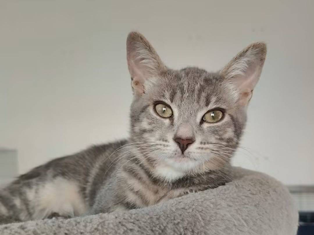 Adotta un gatto, maschio, 4 mesi, Brescia