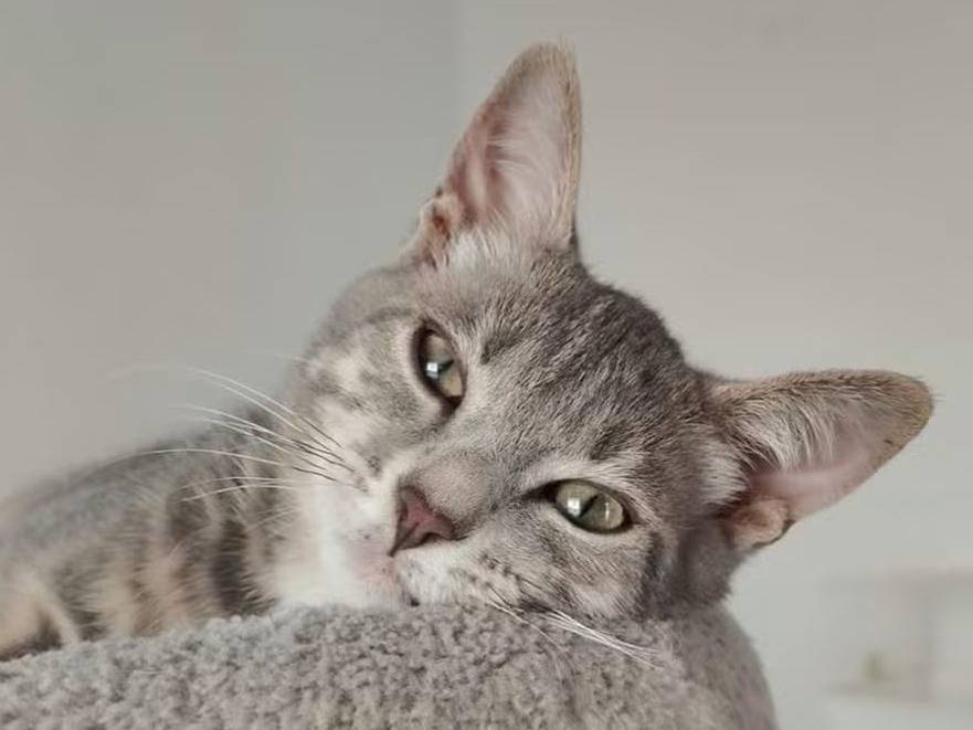 Adotta un gatto, taglia non valida, maschio, Brescia