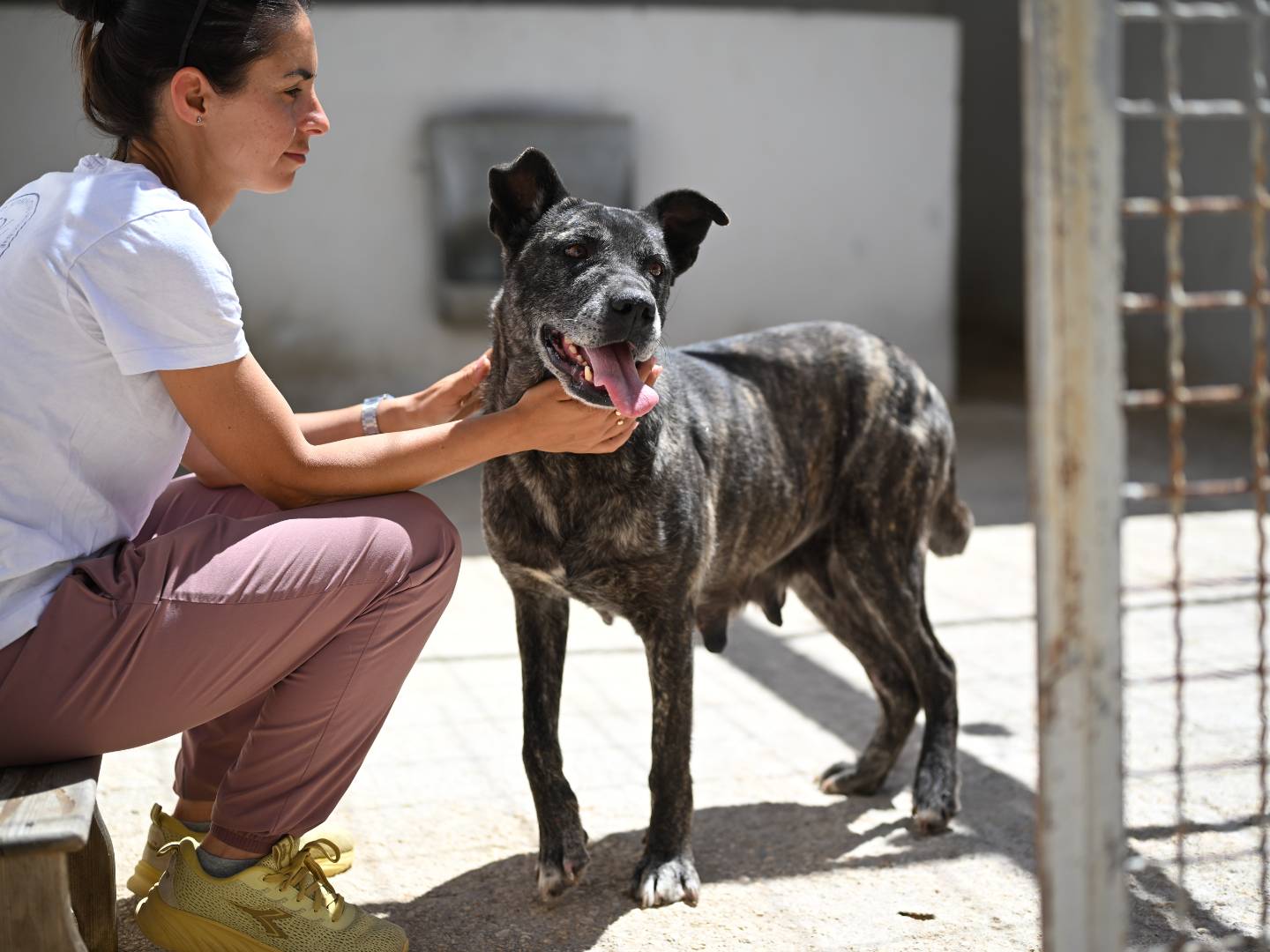 Adozione cane, femmina, Corso Razza sconosciuta, 3 anni, taglia grande, Bari