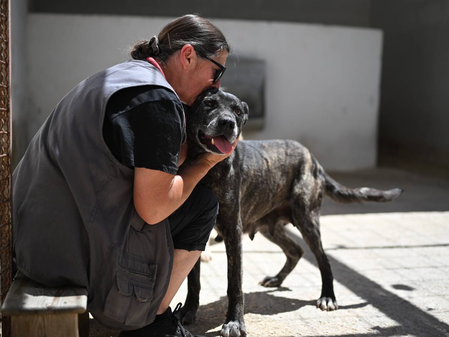 Adotta un cane, taglia grande, femmina, Bari