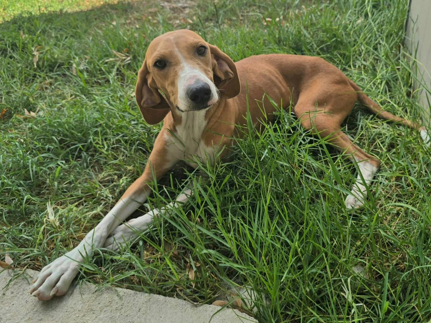 Adotta un cane, taglia media, femmina, Teramo