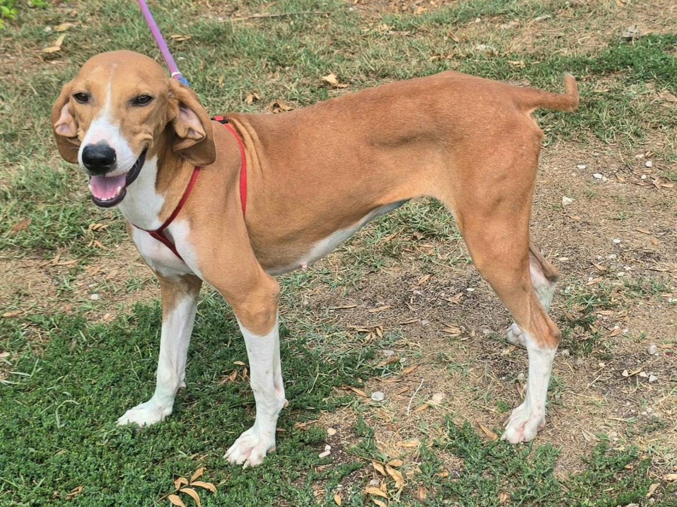 Vuoi adottare un cane a Teramo?