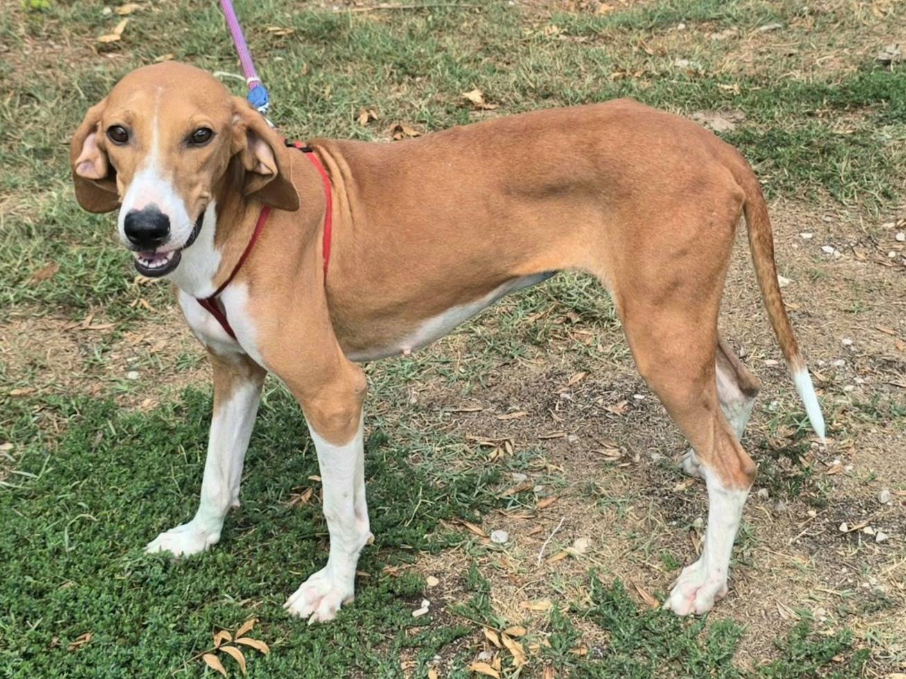 Adotta il cane Cassandra  a Teramo