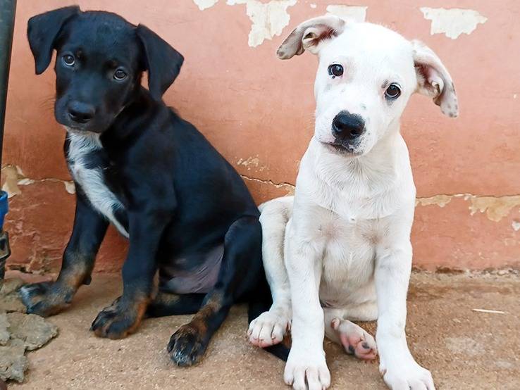 Adozione cane, maschio, Razza sconosciuta Razza sconosciuta, 2 mesi, taglia media, Milano