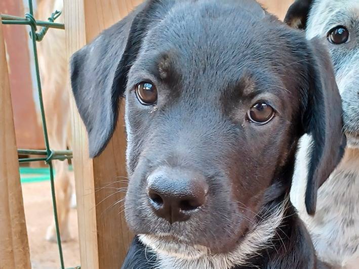 Adotta un cane, maschio, 2 mesi, Milano