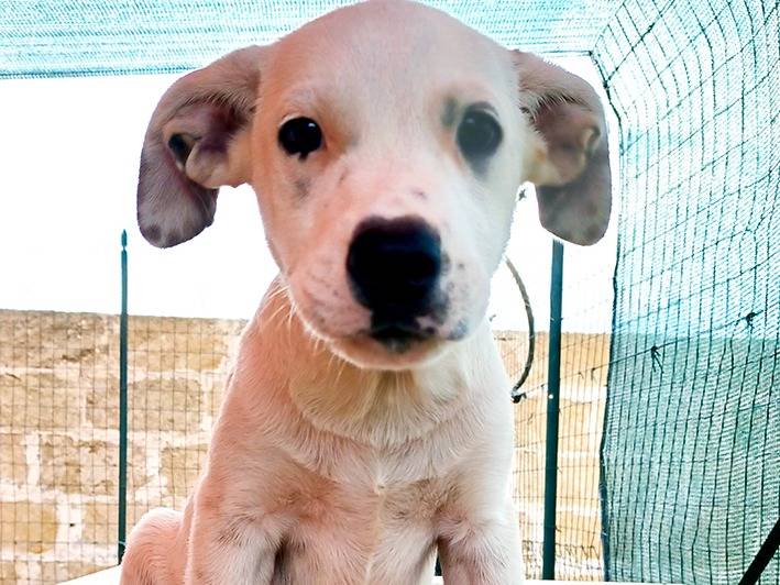 Adotta un cane, taglia media, maschio, Milano