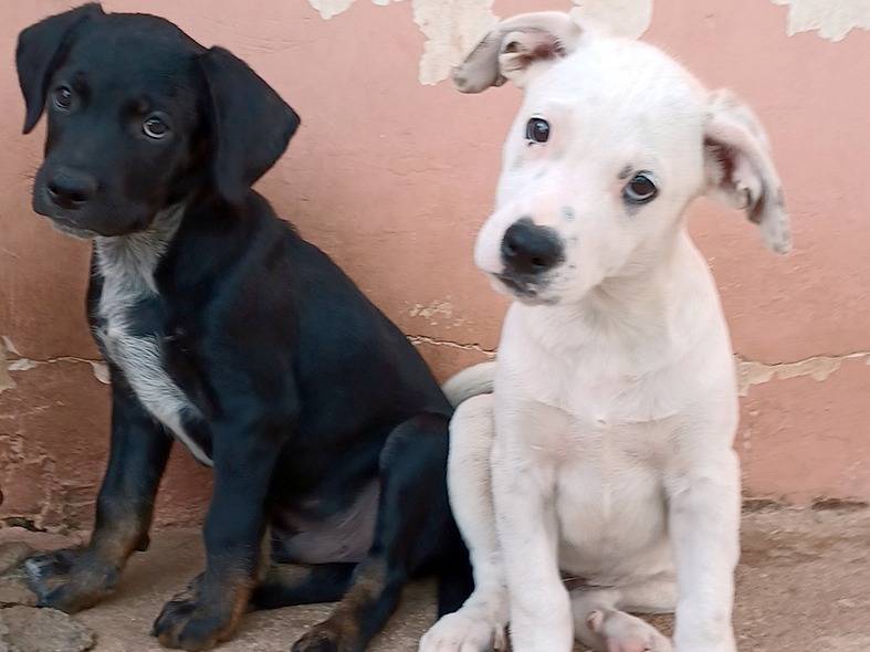 Vuoi adottare un cane a Milano?