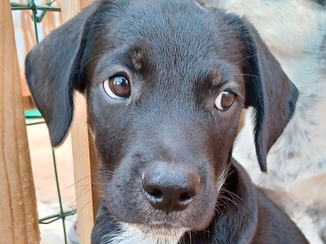 Adotta il cane Milo e Ricky a Milano
