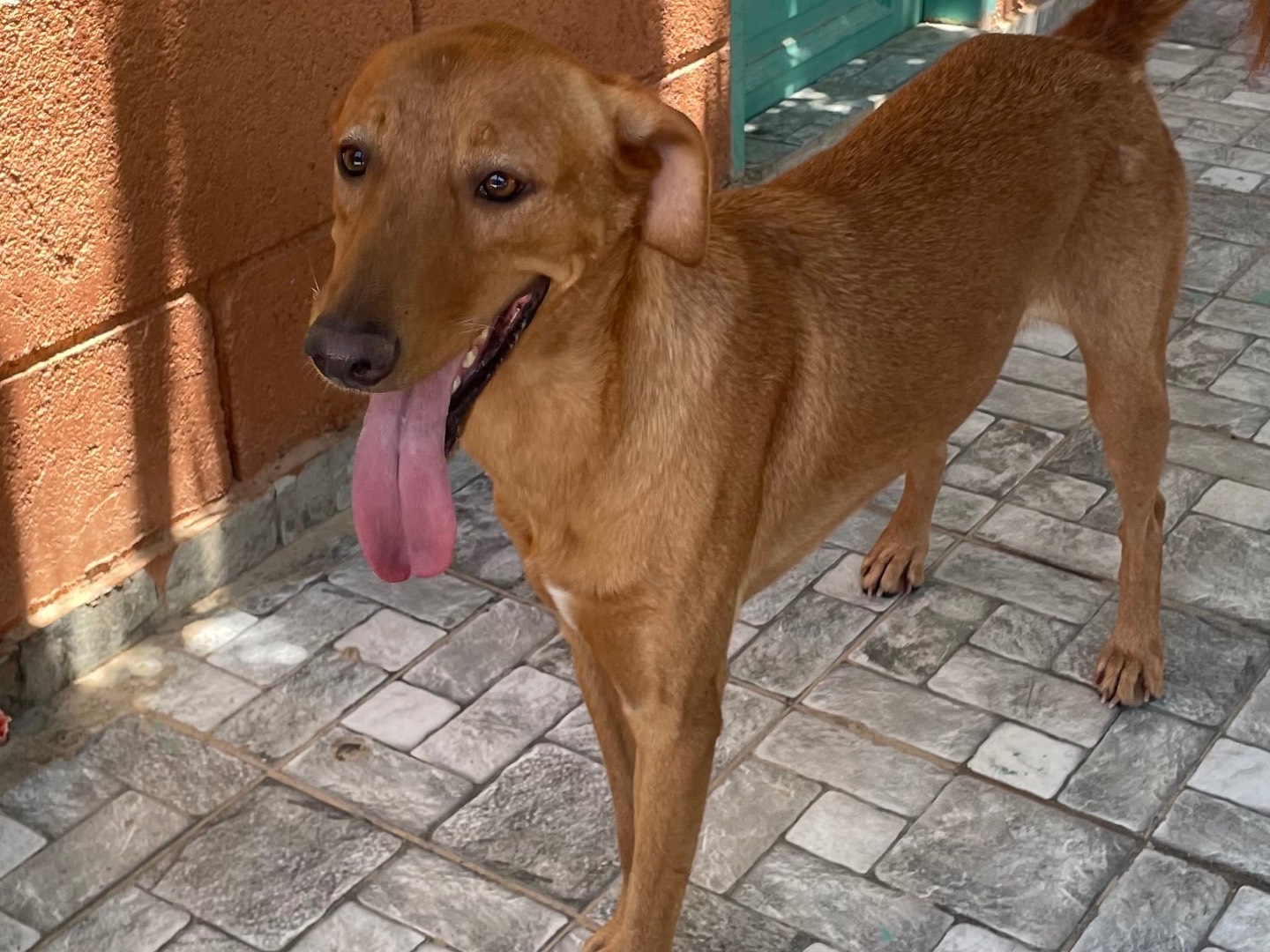 Vuoi adottare un cane a Vicenza?