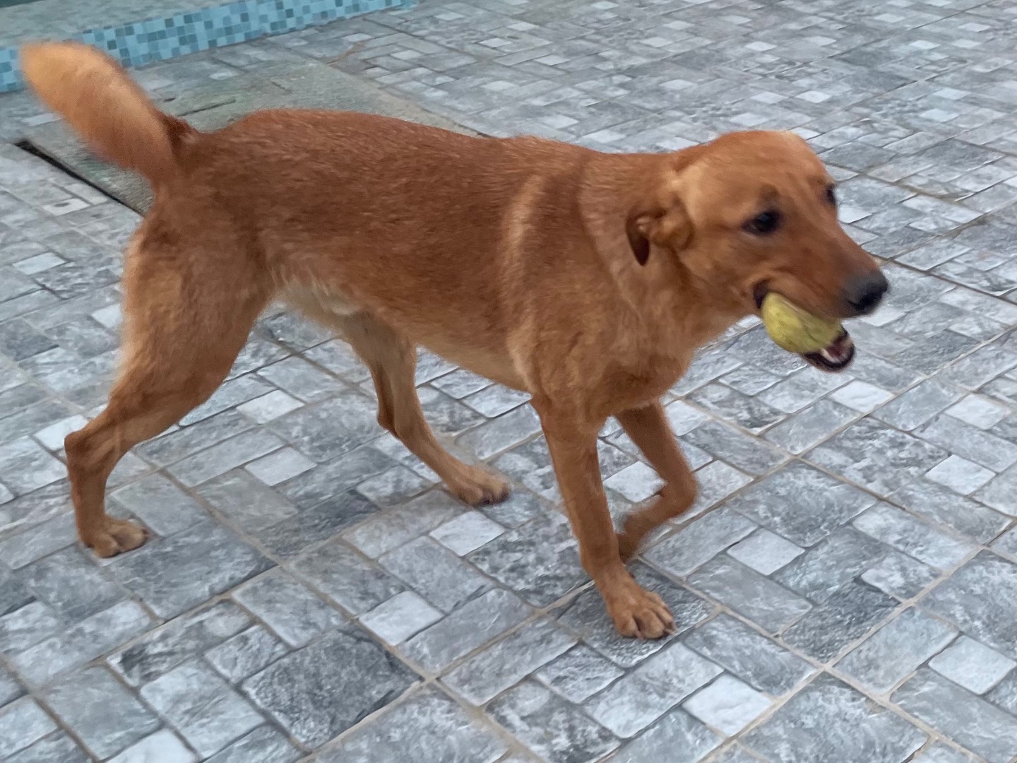Adotta il cane Ettore  a Vicenza