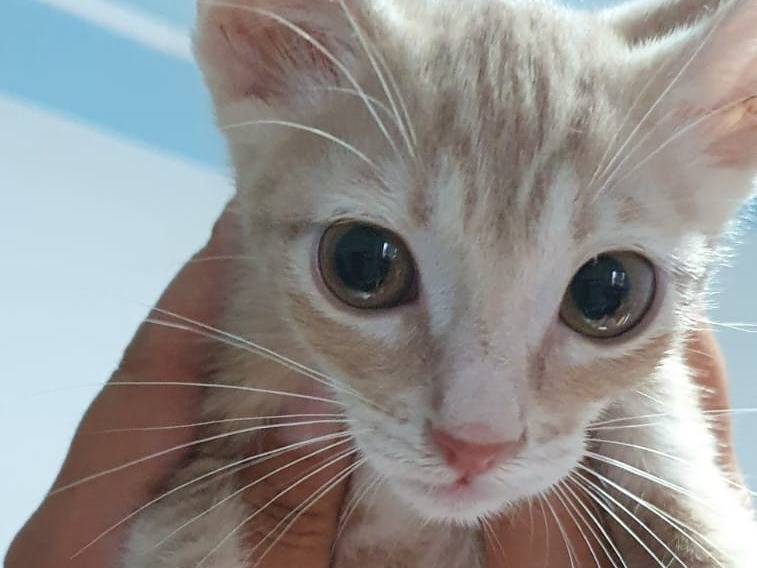 Adotta un gatto, maschio, 4 mesi, Brescia
