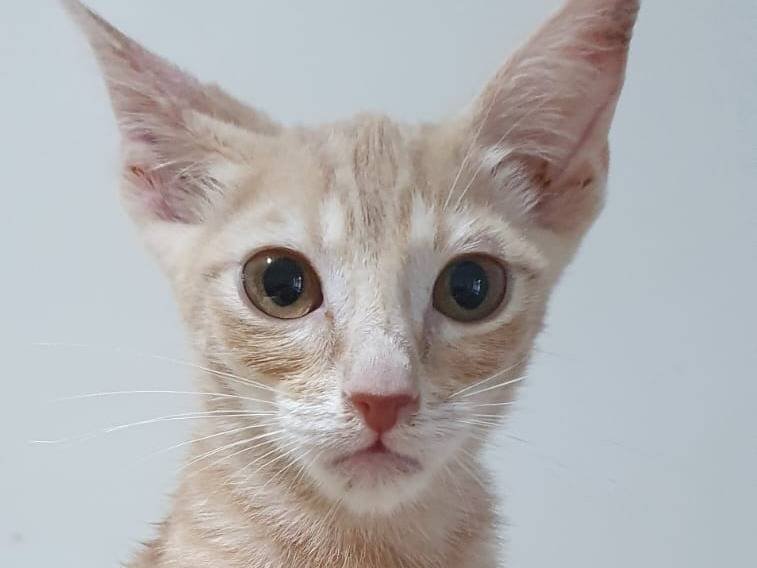 Adozione gatto, maschio, Razza sconosciuta Razza sconosciuta, 4 mesi, taglia non valida, Brescia