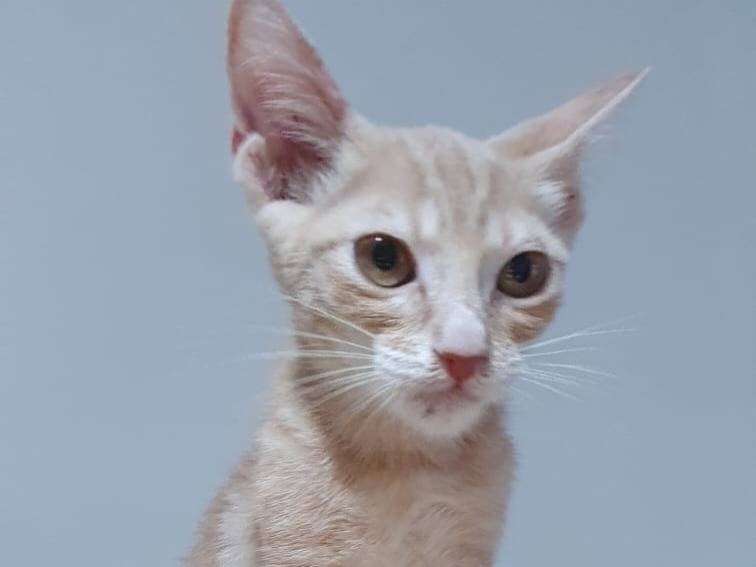Adotta un gatto, taglia non valida, maschio, Brescia