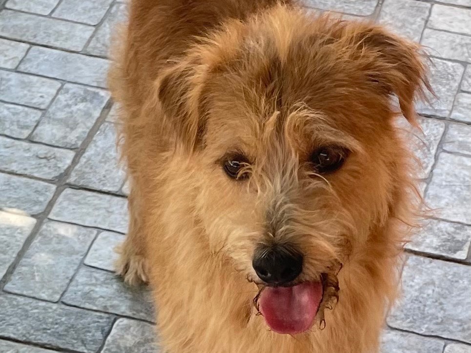 Adozione cane, maschio, Razza sconosciuta Razza sconosciuta, 2 anni e 8 mesi, taglia media contenuta, Vicenza
