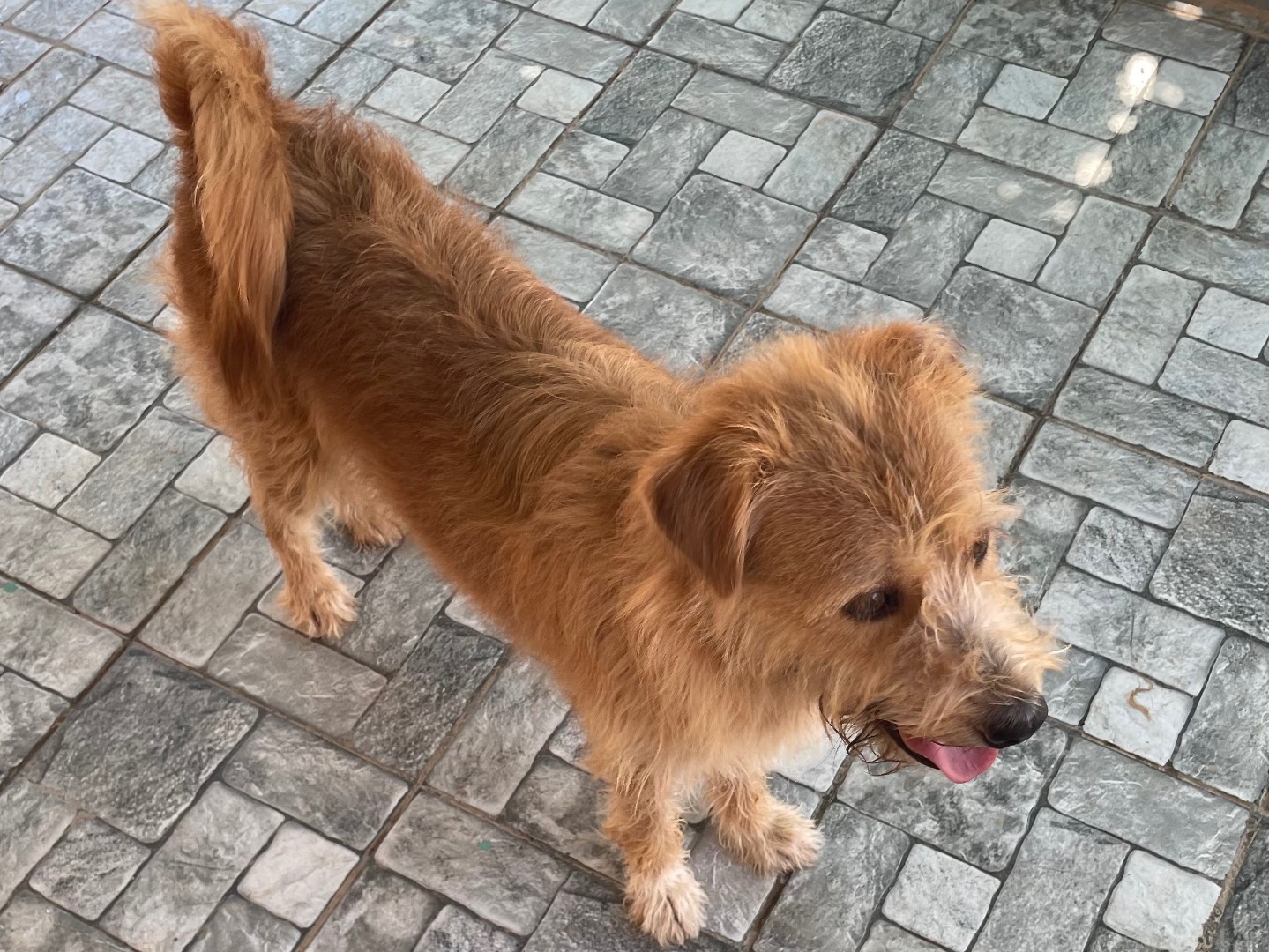 Adotta un cane, maschio, 2 anni e 8 mesi, Vicenza