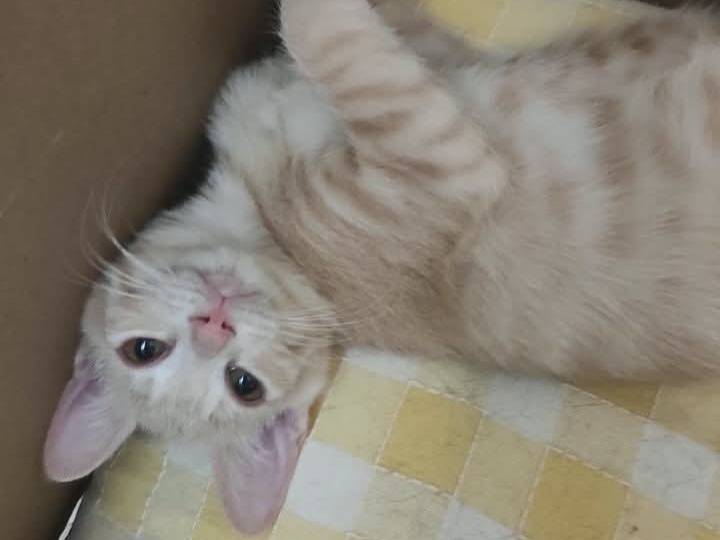 Adotta un gatto, taglia non valida, femmina, Brescia