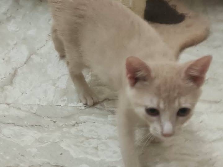 Vuoi adottare un gatto a Brescia?