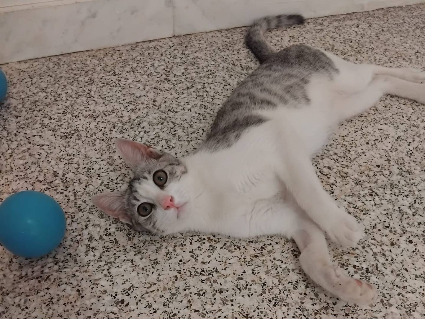 Adotta un gatto, taglia non valida, maschio, Brescia
