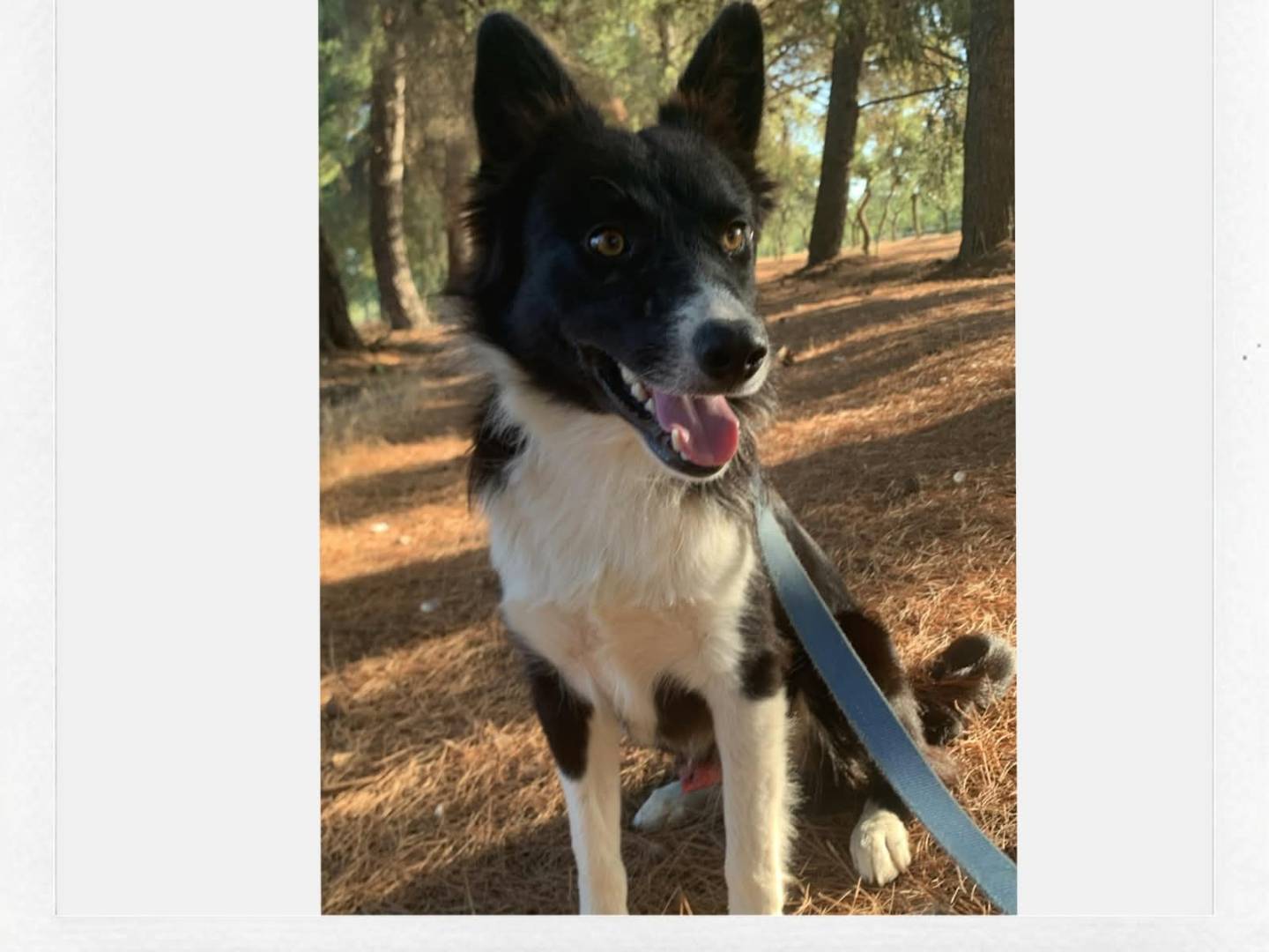 Adozione cane, maschio, Border Collie Razza sconosciuta, 1 anno, taglia media, Milano