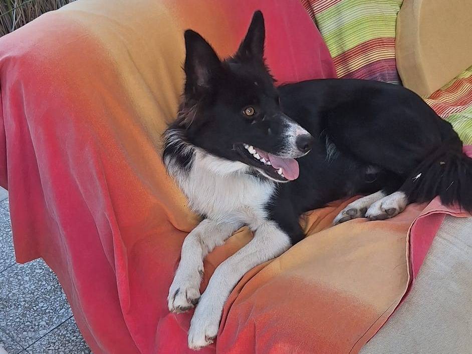Adotta un cane, taglia media, maschio, Milano