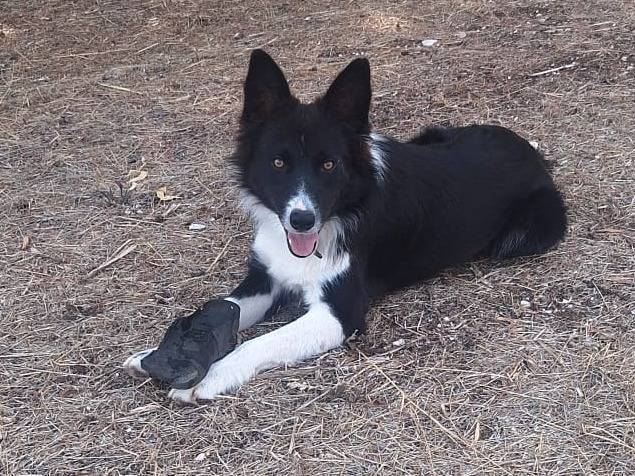 Vuoi adottare un cane a Milano?