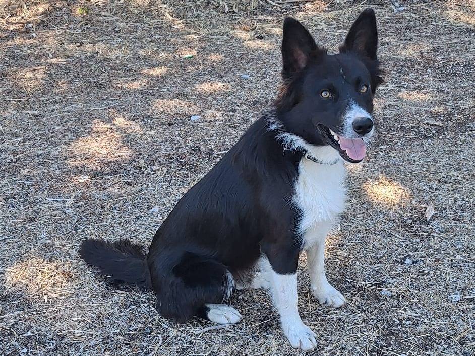 Adotta il cane Winky a Milano