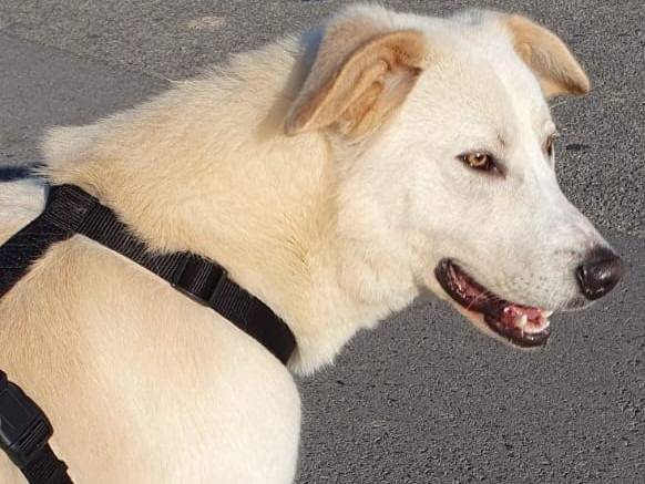 Vuoi adottare un cane a Monza?