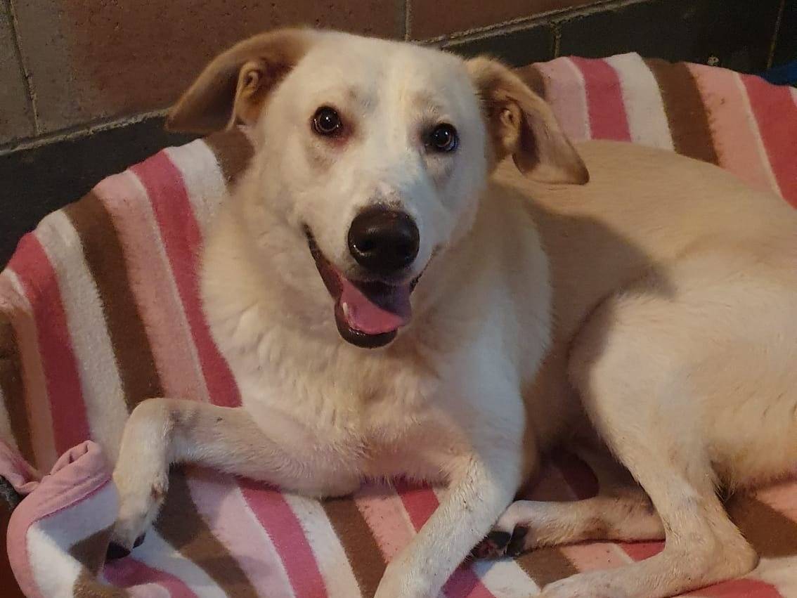 Adotta il cane IVOO a Monza