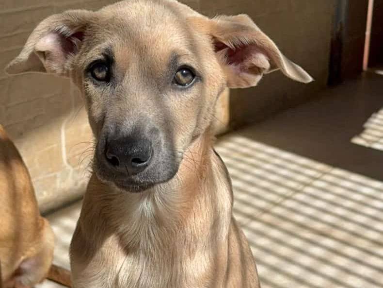 Adotta un cane, maschio, 1 anno e 1 mese, Varese