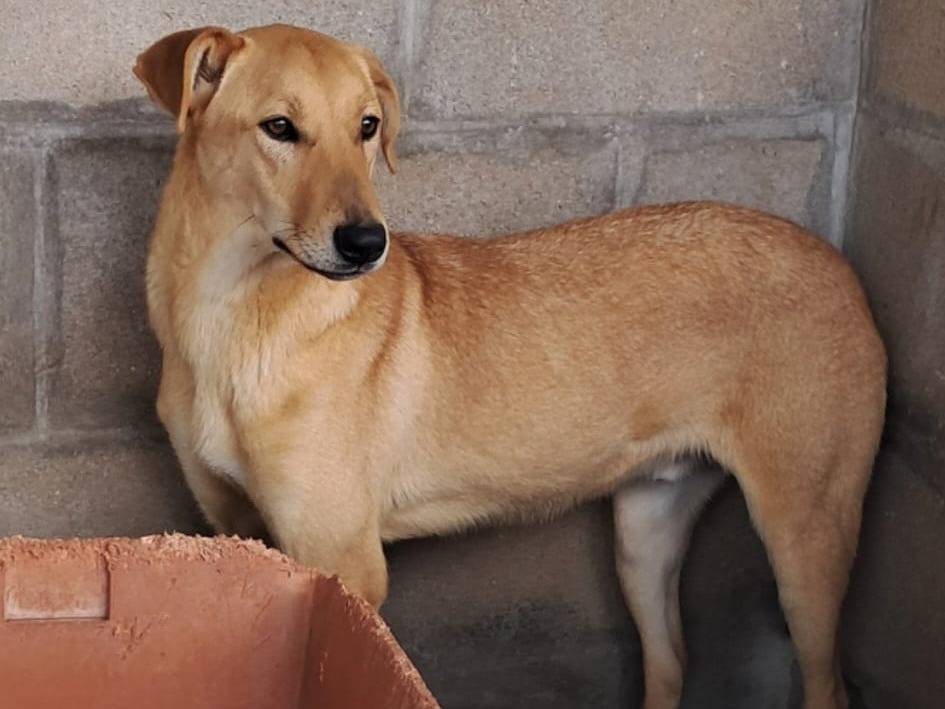 Adotta un cane, taglia media, maschio, Varese