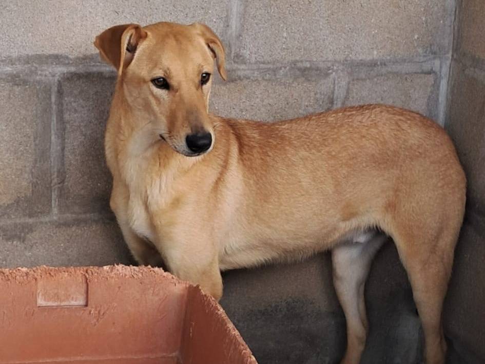 Vuoi adottare un cane a Varese?