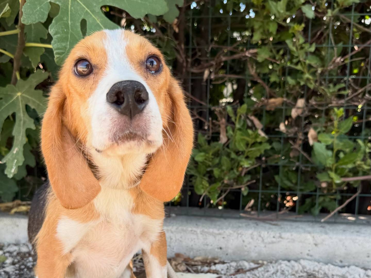 Adotta un cane, maschio, 3 anni e 1 mese, Matera