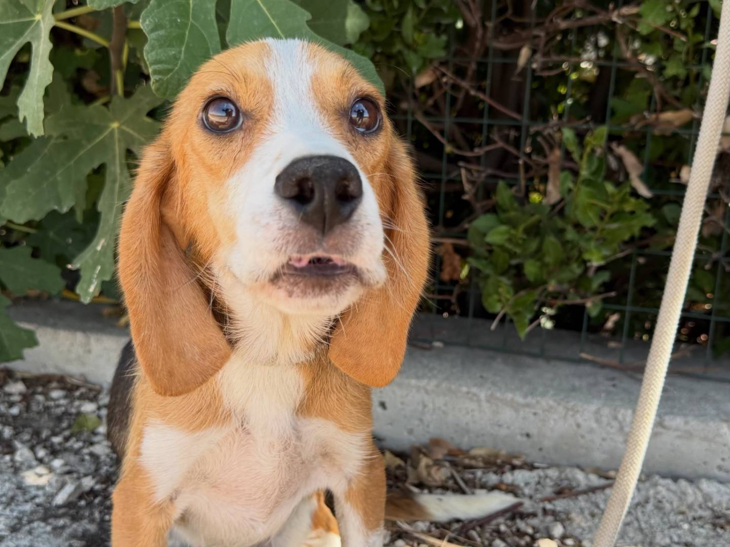 Adotta un cane, taglia media contenuta, maschio, Matera