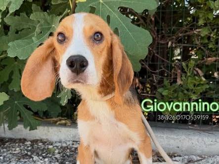 Adozione cane, maschio, Beagle  Razza sconosciuta, 3 anni e 1 mese, taglia media contenuta, Matera