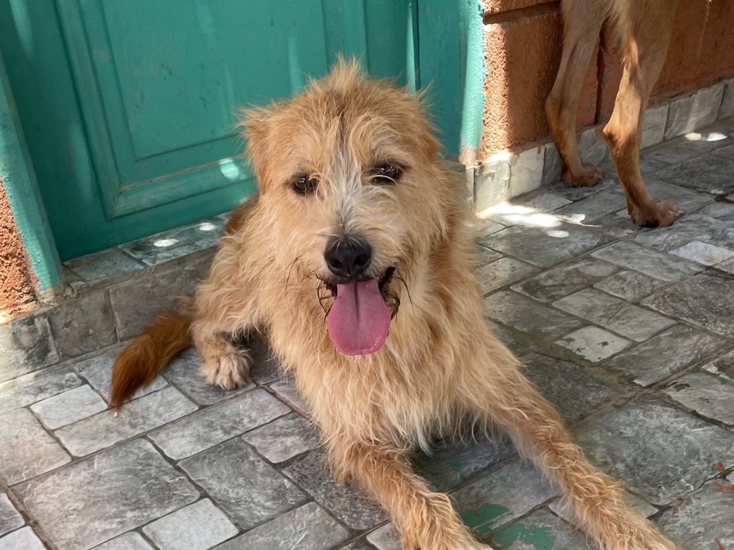 Adotta un cane, taglia media contenuta, maschio, Vicenza