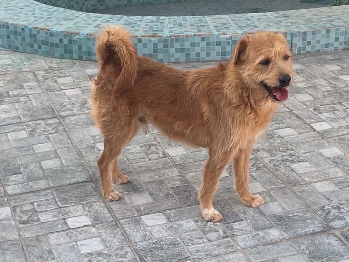 Vuoi adottare un cane a Vicenza?
