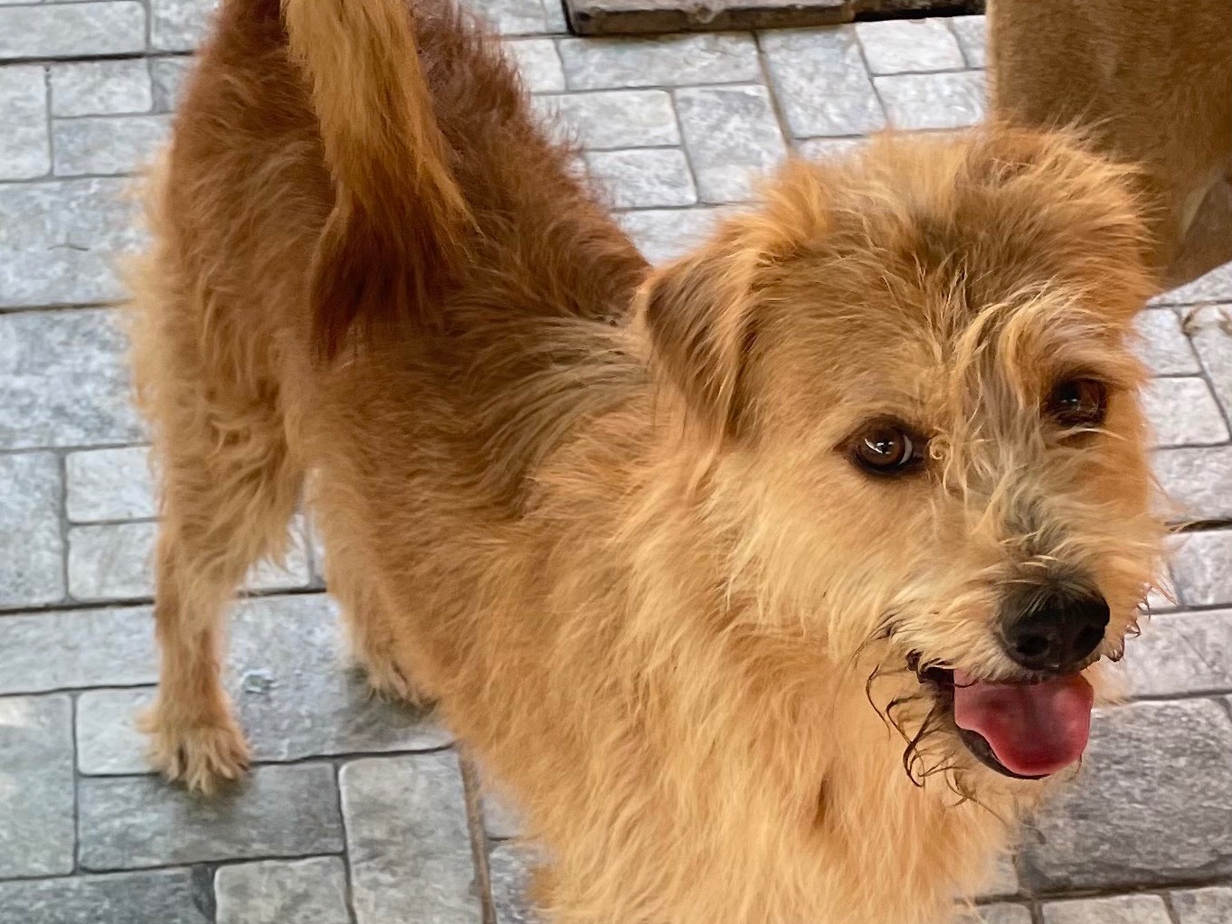 Adotta il cane Leo  a Vicenza