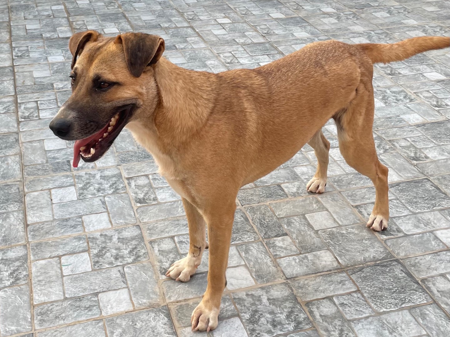 Adozione cane, maschio, Razza sconosciuta Razza sconosciuta, 1 anno e 8 mesi, taglia media, Vicenza