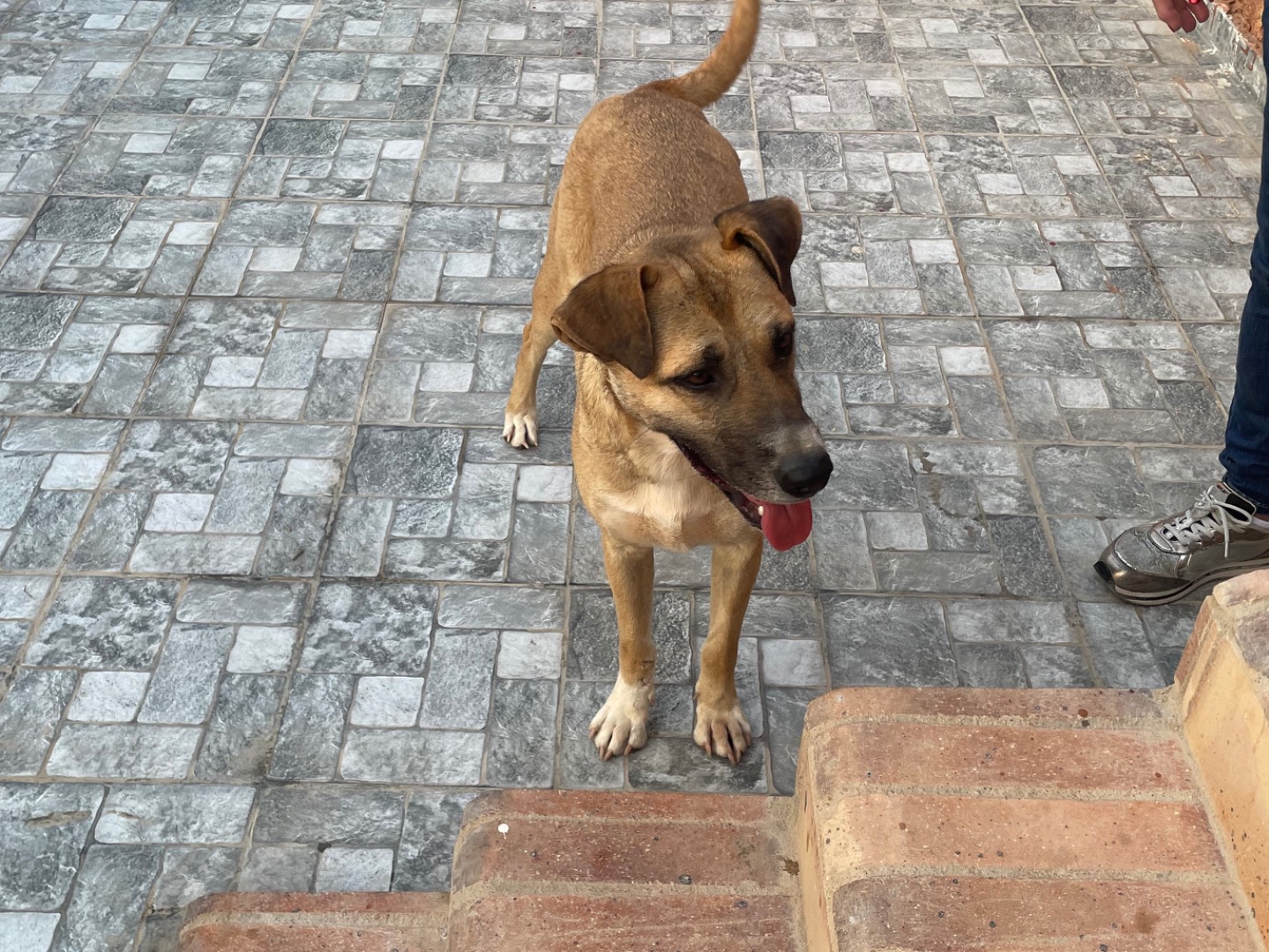 Adotta un cane, maschio, 1 anno e 8 mesi, Vicenza