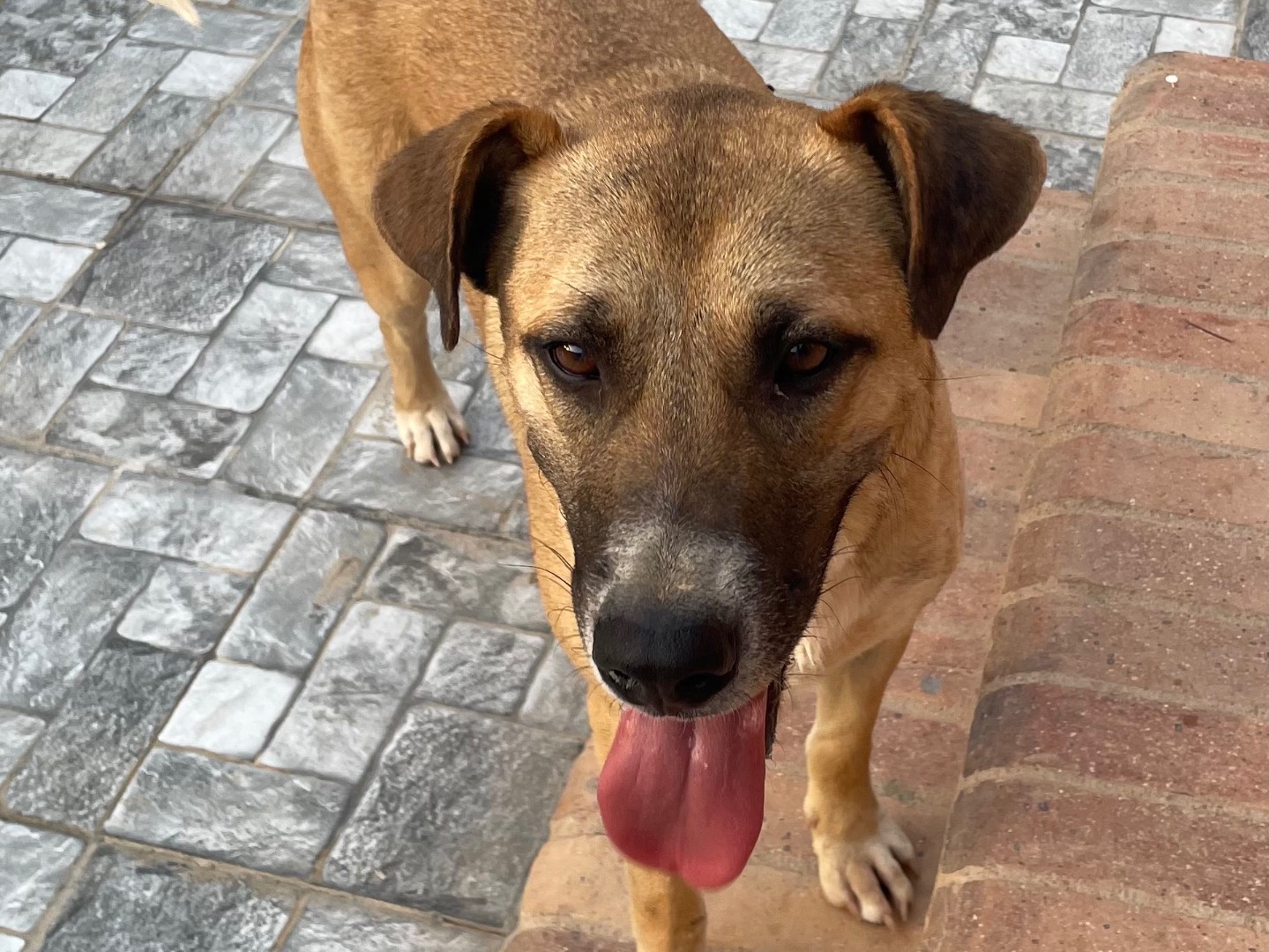 Adotta un cane, taglia media, maschio, Vicenza