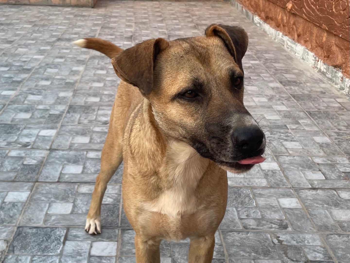 Vuoi adottare un cane a Vicenza?