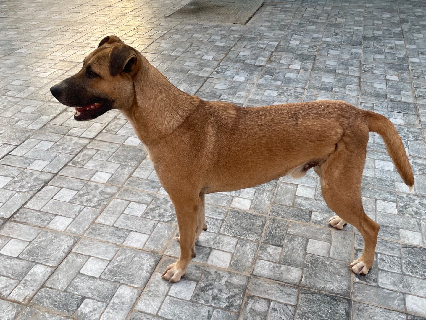 Adotta il cane Luchy a Vicenza
