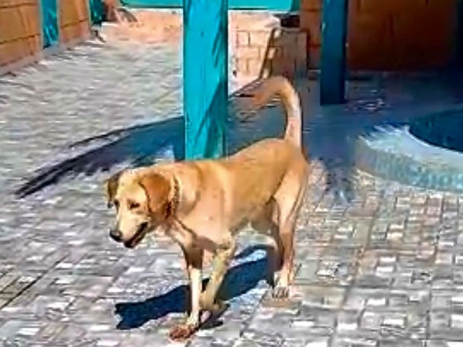 Vuoi adottare un cane a Vicenza?