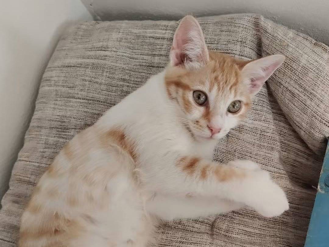 Adotta un gatto, femmina, 4 mesi, Brescia