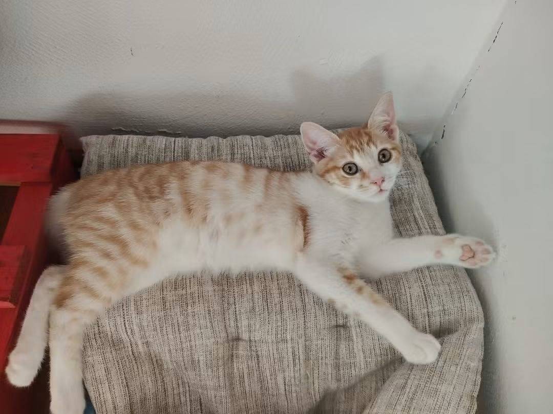 Adotta un gatto, taglia non valida, femmina, Brescia